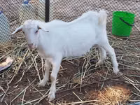 Goat, Saanen goat — photo 1