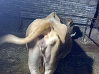 İnək, Simmental cattle — foto 4