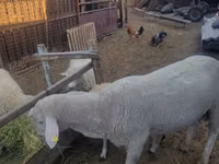 كبش, Merino sheep — الصورة 2