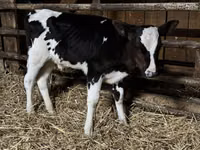 Touro, Russian Black pied cattle — foto 4