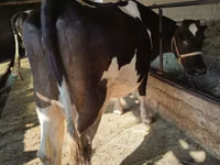Cow, Holstein breed — photo 4
