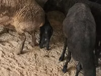 Sheep (batch, sex not specified), Sheep — photo 2