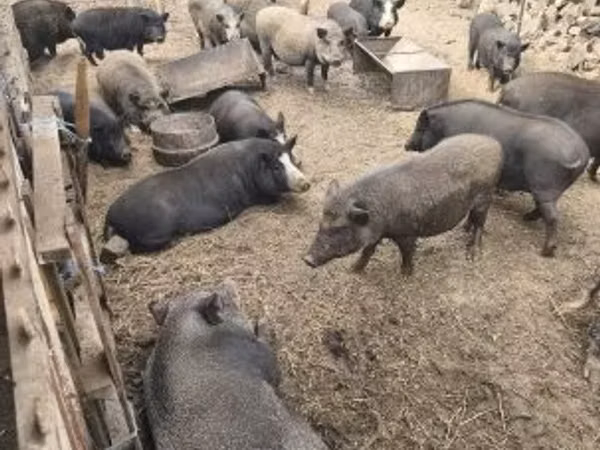公猪, 