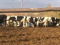 Vacă, Rasa Holstein — foto 4