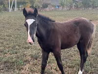 Caballo, Caballos — foto 1
