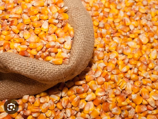 Продам зерно кукурузы
