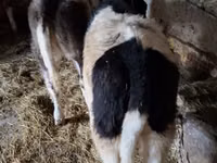 Vaca, Simmental cattle — foto 2