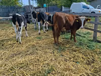 Kuh, Russian Black pied cattle — Foto 2