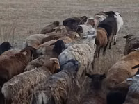 母羊, Sheep — 照片 2