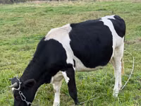 بقرة, Swiss cattle — الصورة 2