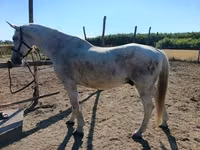 公马, Lipizzaner — 照片 4