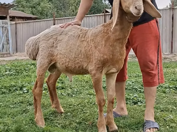 Carnero, Arashan sheep
