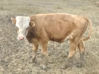 Vacă, Vaca roșie fără coarne — foto 8