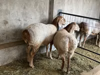 母羊, Arashan sheep — 照片 2