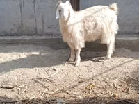 母山羊, Goats — 照片 4