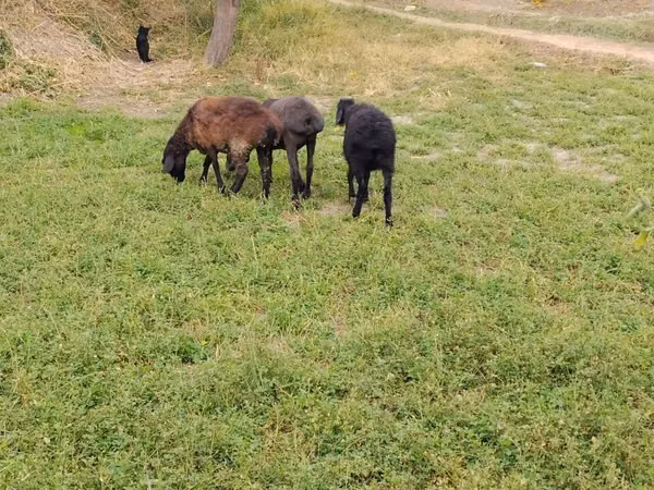 Oveja, Ovejas