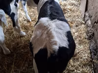 Bou, Russian Black pied cattle — foto 4
