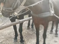 Mare, Horses — photo 5