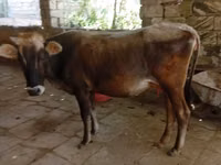 गाय, अज़रबैजान ज़ेबू — फ़ोटो 1