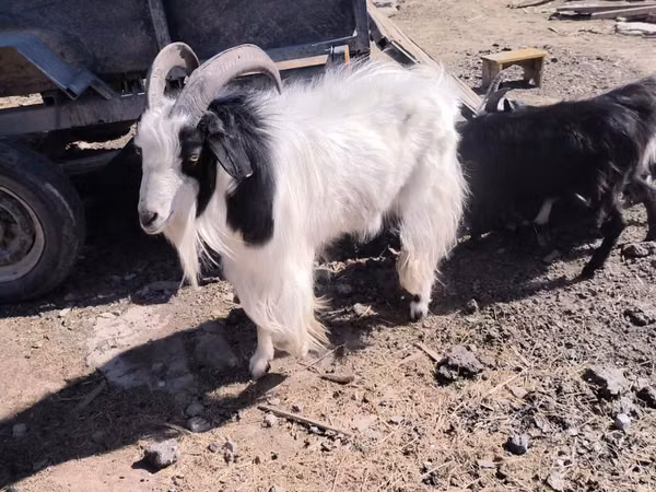 बकरी, Angora goats