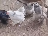 براهما — الصورة 4