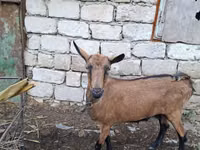 Capră, Italian Alpine goat — foto 1