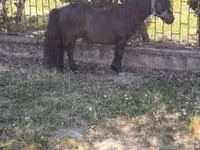 Aygʻir, Australian Pony — 3-rasm