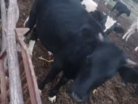 Vaca, Russian Black pied cattle — foto 2