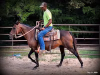 Mare, Quarter Horse — photo 6