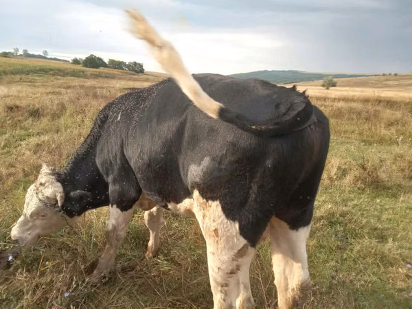 Bulle, Russian Black pied cattle
