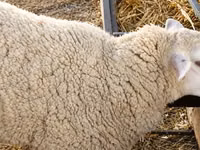 Schaf, British  Milksheep — Foto 3
