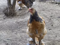 براهما — الصورة 2