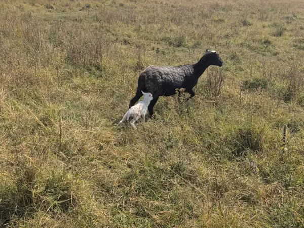 نعجة, Romanov sheep