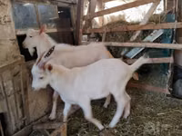 公山羊, Saanen goat — 照片 4