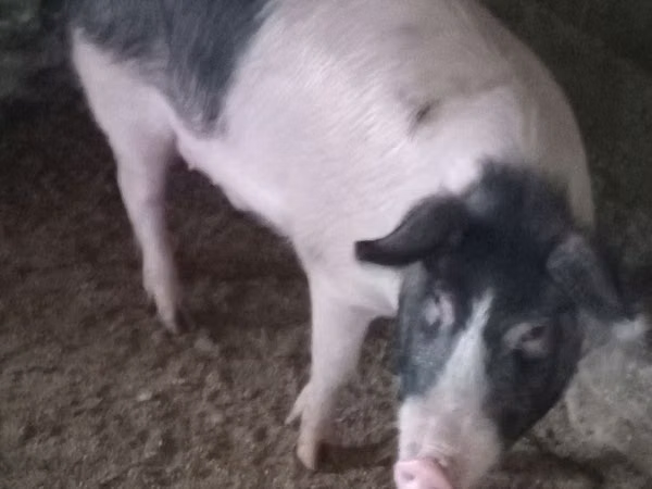 Vier, Porci