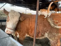 بقرة, Simmental cattle — الصورة 4