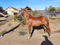 Cheval, Chevaux — photo 3