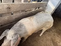 Pigs (batch, sex not specified), Pigs — photo 5