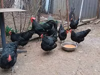 Australorp — foto 2