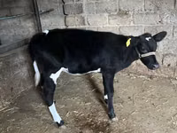 Qoramol (partiya, jinsi ko‘rsatilmagan), Russian Black pied cattle — 6-rasm