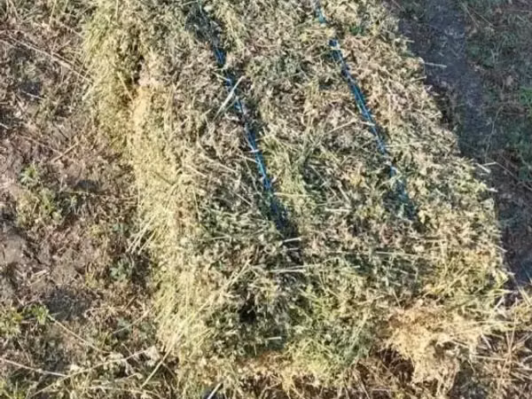 Продаю люцерну и сено