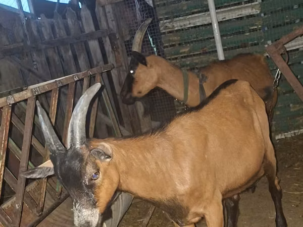 Ziegenbock, Ziegen — Republik Moldau