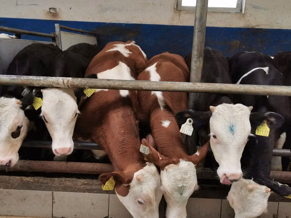 公牛, Simmental cattle