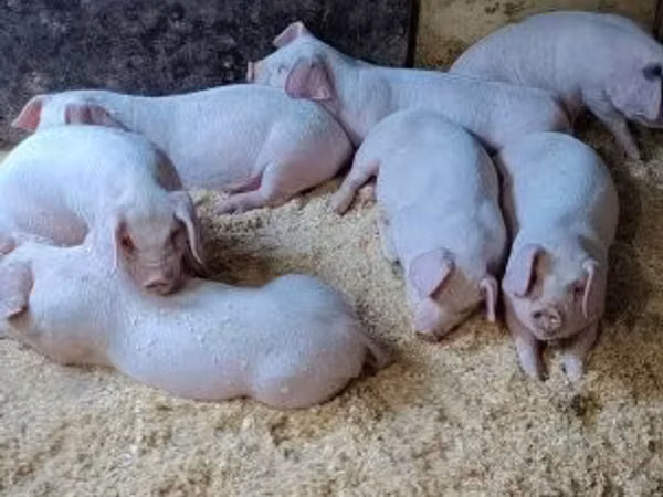 Vier, Porci
