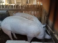 Verro, Cerdos — foto 1