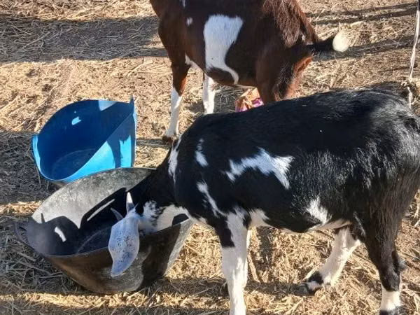 Capră, Beetal goats