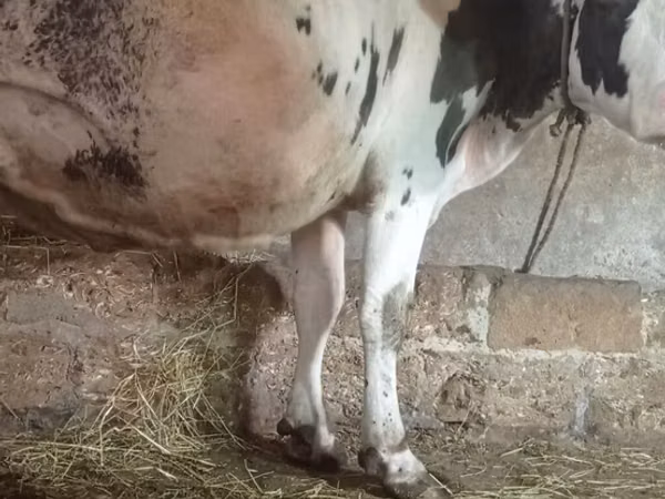 Bovinos (lote, sexo no especificado), Russian Black pied cattle