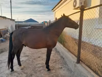 घोड़ा, Karachay horse — फ़ोटो 4