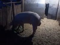 公猪, Pigs — 照片 2