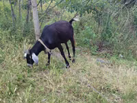 Schaf, Schafe — Foto 1